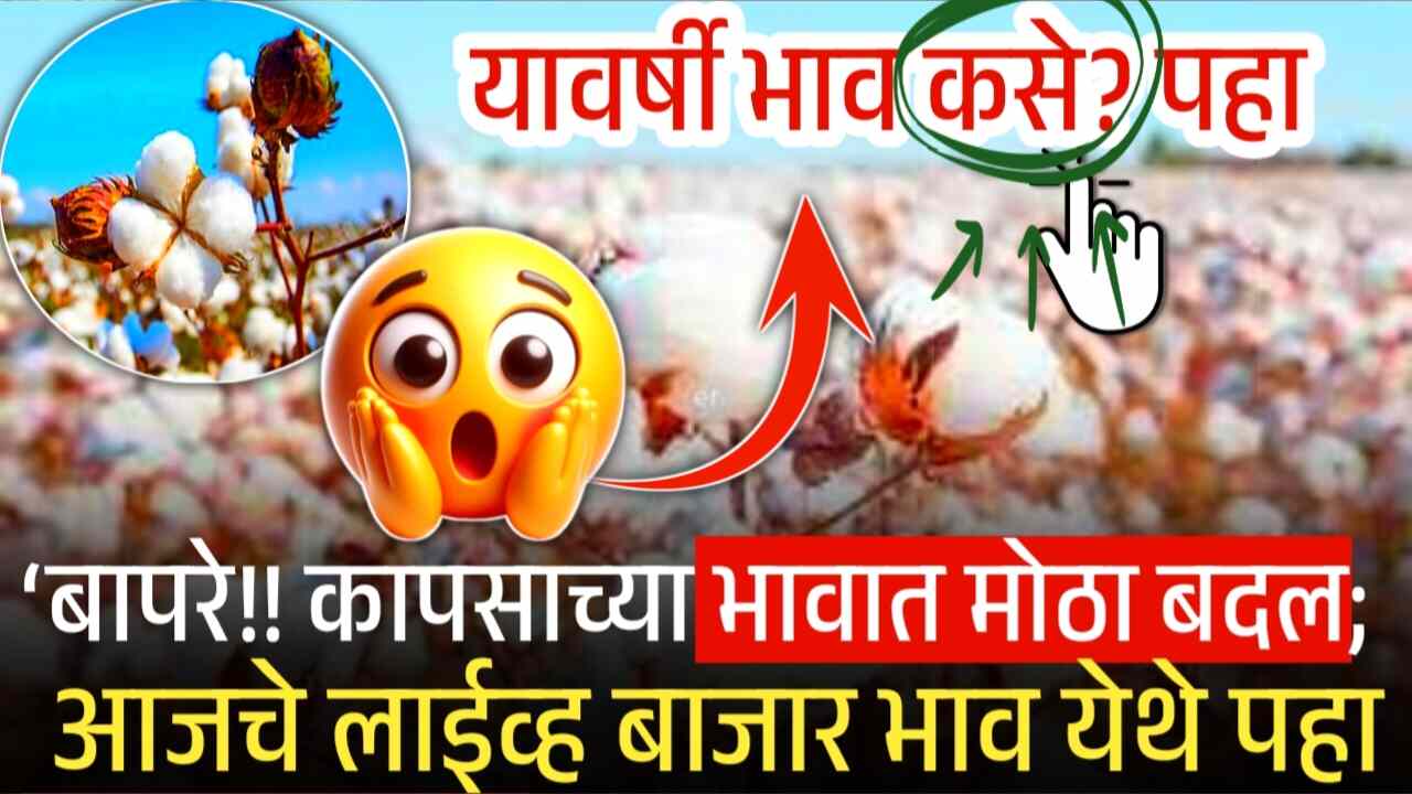 कापुस दरात मोठे बदल? यावर्षी भाव कसे राहणार येथे पहा Cotton Rate Today