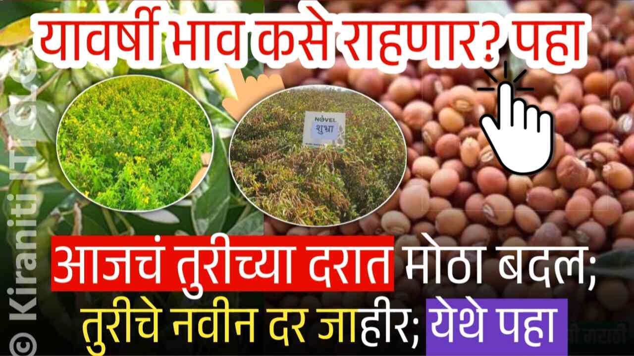 तूर बाजार भावात मोठे बदल: सप्टेंबर महिन्यात दर असे राहणार? येथे पहा Tur Rate